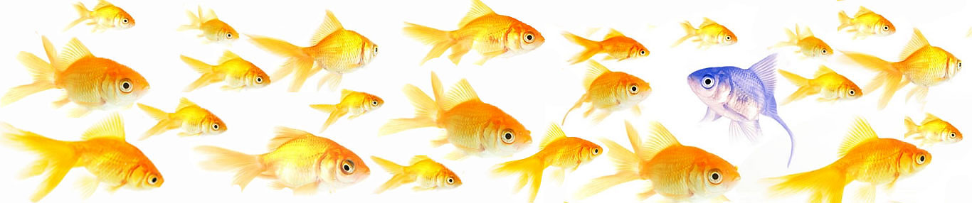 fishes (72K)